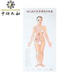 Individualized Acupuncture Culture Harnessing Body's Natural Healing Abilities