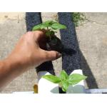 White 3mm Thickness Tower Grow Channel Hydroponic PVC Pipe for Hydroponic System