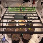 Full Spectrum LED Grow Light Meanwell 600w Samsung High Efficicency LED
