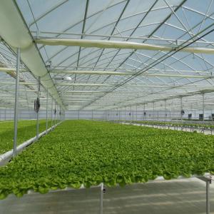Wholesale Ventilation in 30-100m Length Smart Greenhouse with IOT System and Fertilizer Machine from china suppliers